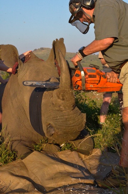 Dehorning Rhino