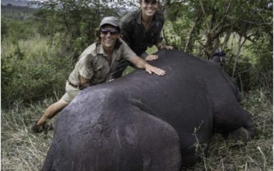 Ride 4 Rhinos – a rhino dehorning