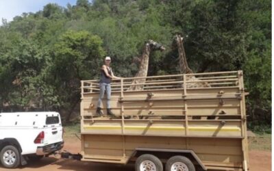 A Trailer for Injured Rhino’s