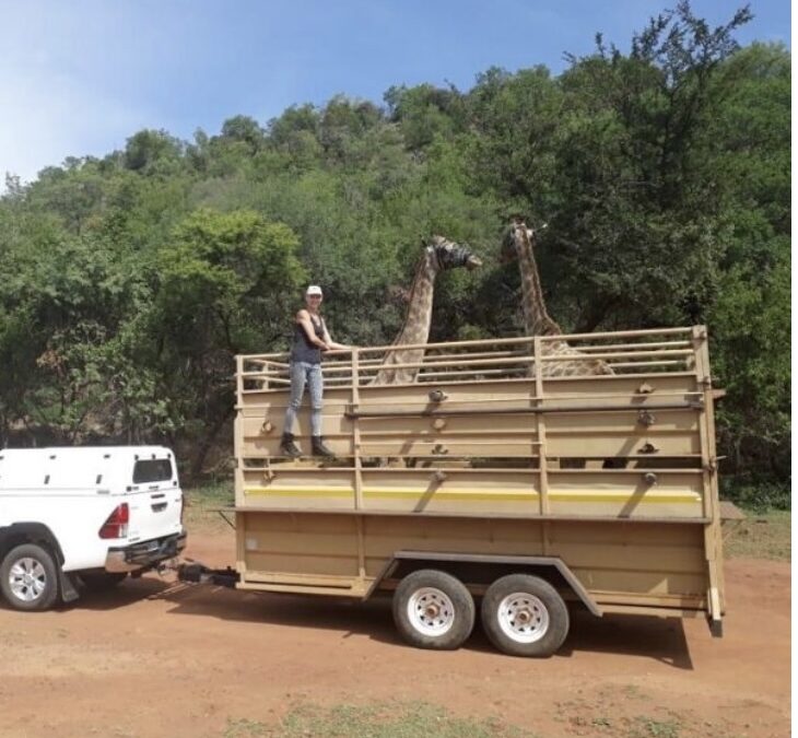 A Trailer for Injured Rhino’s
