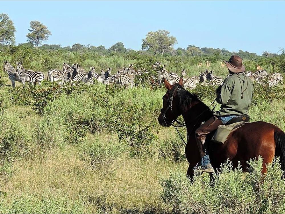 Horse riding in the okavango delta