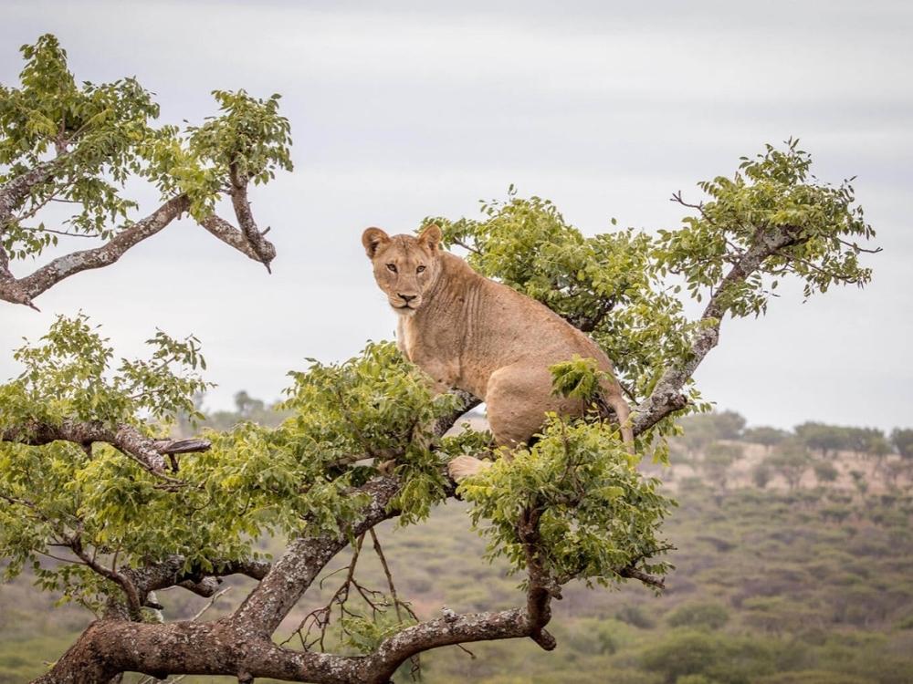 Manyoni Private Game Reserve