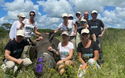 First Rhino Dehorning on Manyoni Game Reserve