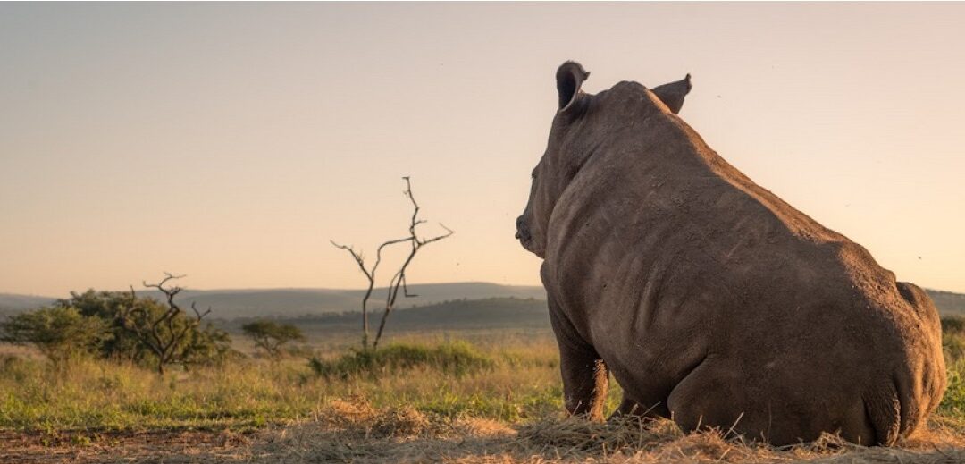 Security & anti-poaching: collaboration with Zululand Conservation Trust