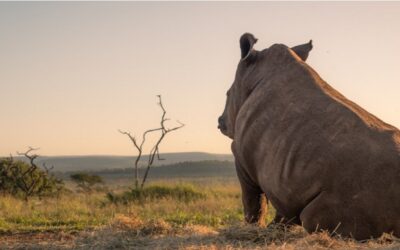 Security & anti-poaching: collaboration with Zululand Conservation Trust
