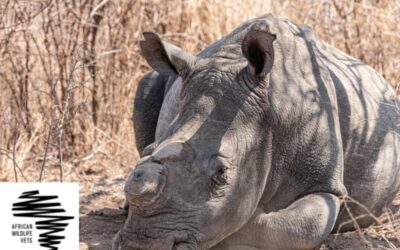 Rhino dehorning project of African Wildlife Vets July 2023 – funded by German Cycle of Life e.V.