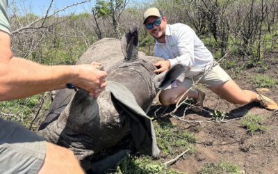 Notching of Black Rhino – KZN National Park