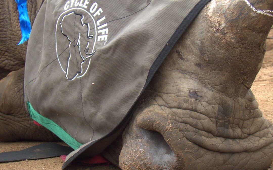 Dehorning at the Zululand Rhino Orphanage