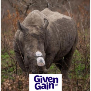 Celebrate 10 Years of Rhino Conservation - Donate via Given Gain