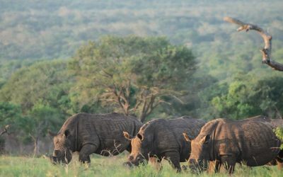 Cycle of Life Charity Funds contributes to surveillance efforts in collaboration with Nyathi Anti Poaching Unit