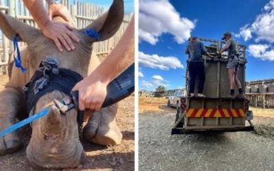 Dehorning Baby Rhino Orphans at the Zululand Rhino Orphanage