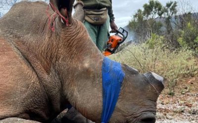 Supporting Rhino Protection