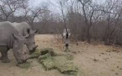 Feeding Rhinos: Funding Lucerne and Food for ZRO
