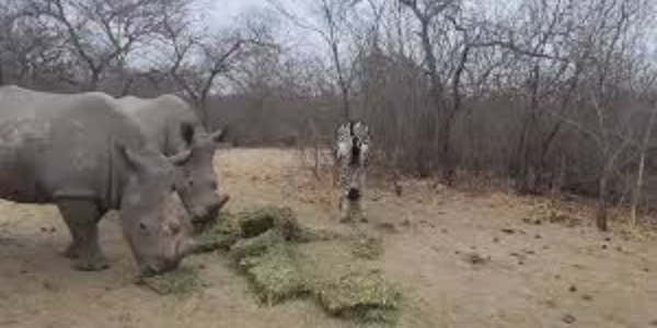 Feeding Rhinos: Funding Lucerne and Food for ZRO