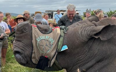 Successful Rhino Relocation Amidst Rising Poaching Threats