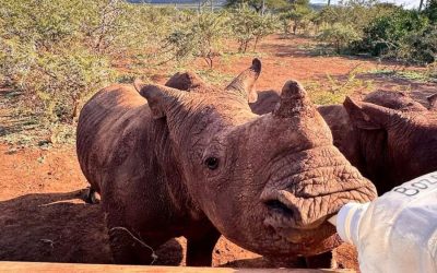 Water relief for the Zululand Rhino Orphanage
