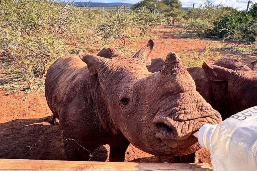 Water relief for the Zululand Rhino Orphanage