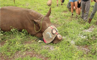 Emergency dehorning operation at Manyoni