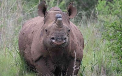 Proposal Request to Support Rhino Protection Through Innovative Tracking Technologies