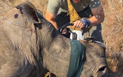 HIP Rhino Experience Report: Matthew Bleekers – 21 to 23 Aug