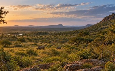 Drone Project Munyawana Conservancy