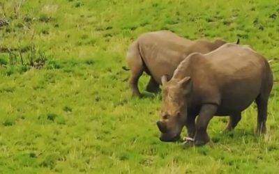 BWild Partnership Helps Protect Six Rhinos at Kube Yini