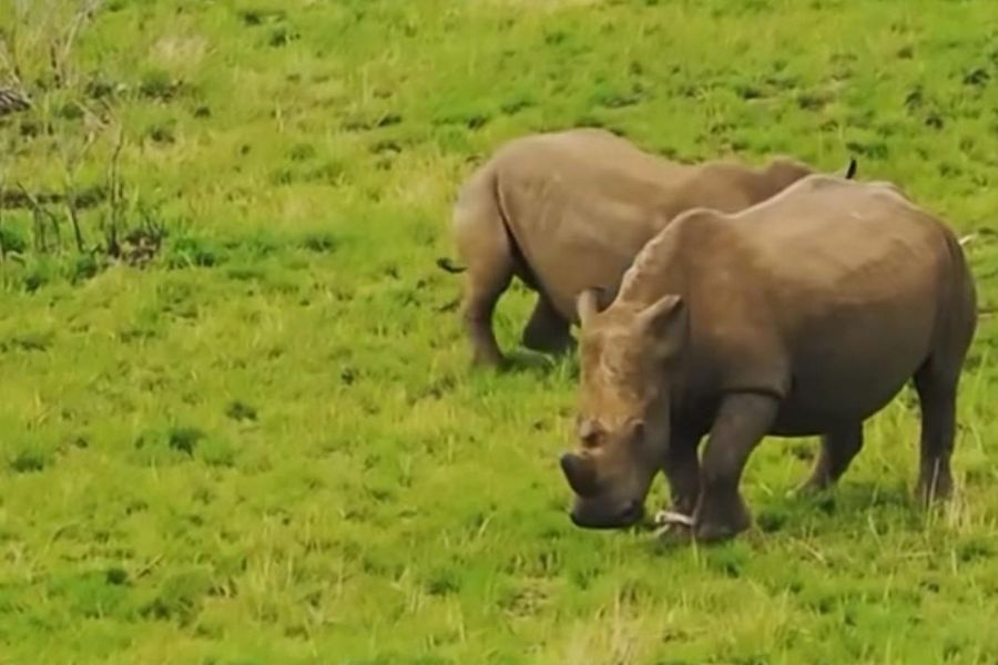 BWild Partnership Helps Protect Six Rhinos at Kube Yini